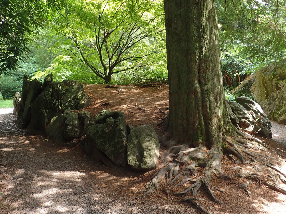 Half-circle of moss-covered boulders beside the thick, root-spread trunk of a large tree on a needle-strewn path in the shaded Rock Close at Blarney