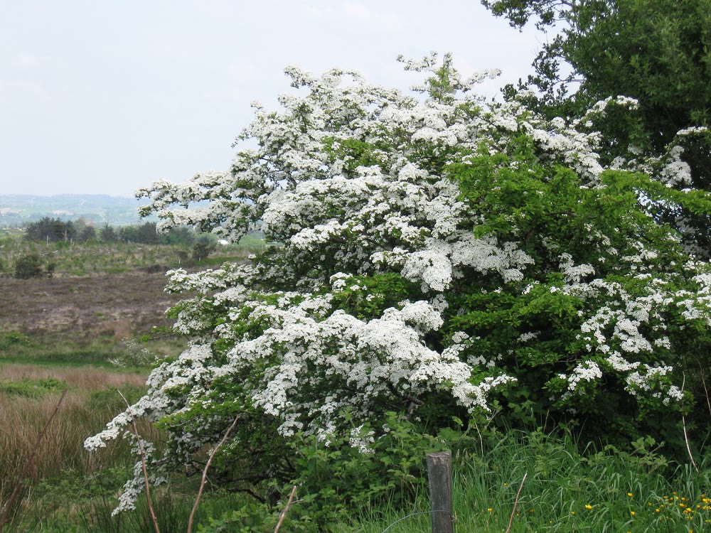 A hawthorn bush heavy with white blossom beside a wooden fence post, with rough bog and distant hills behind