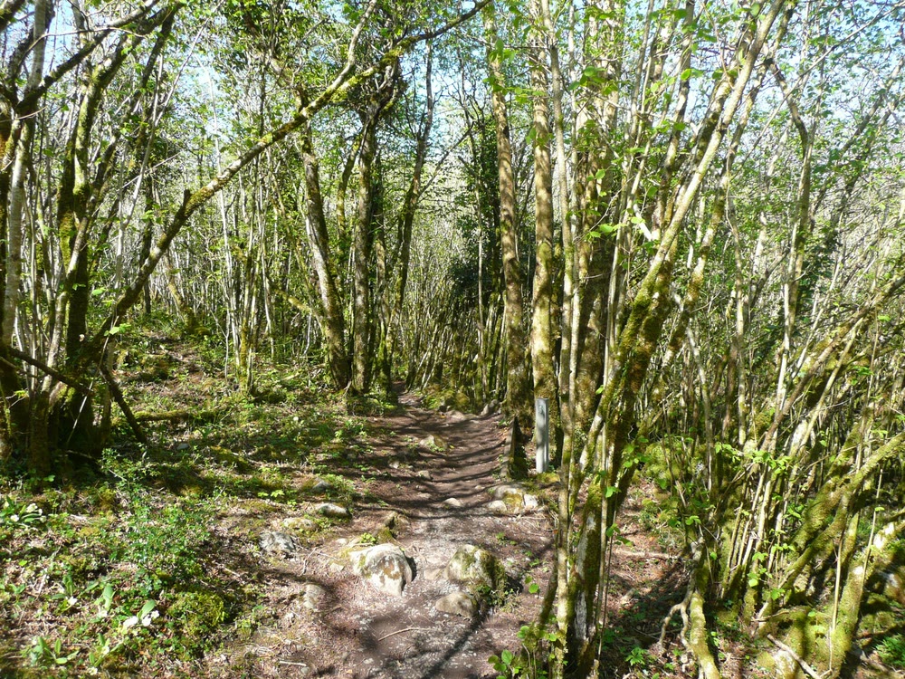 A stony path winding through a sunlit wood of slender, moss-covered hazel stems in the Burren, Co. Clare
