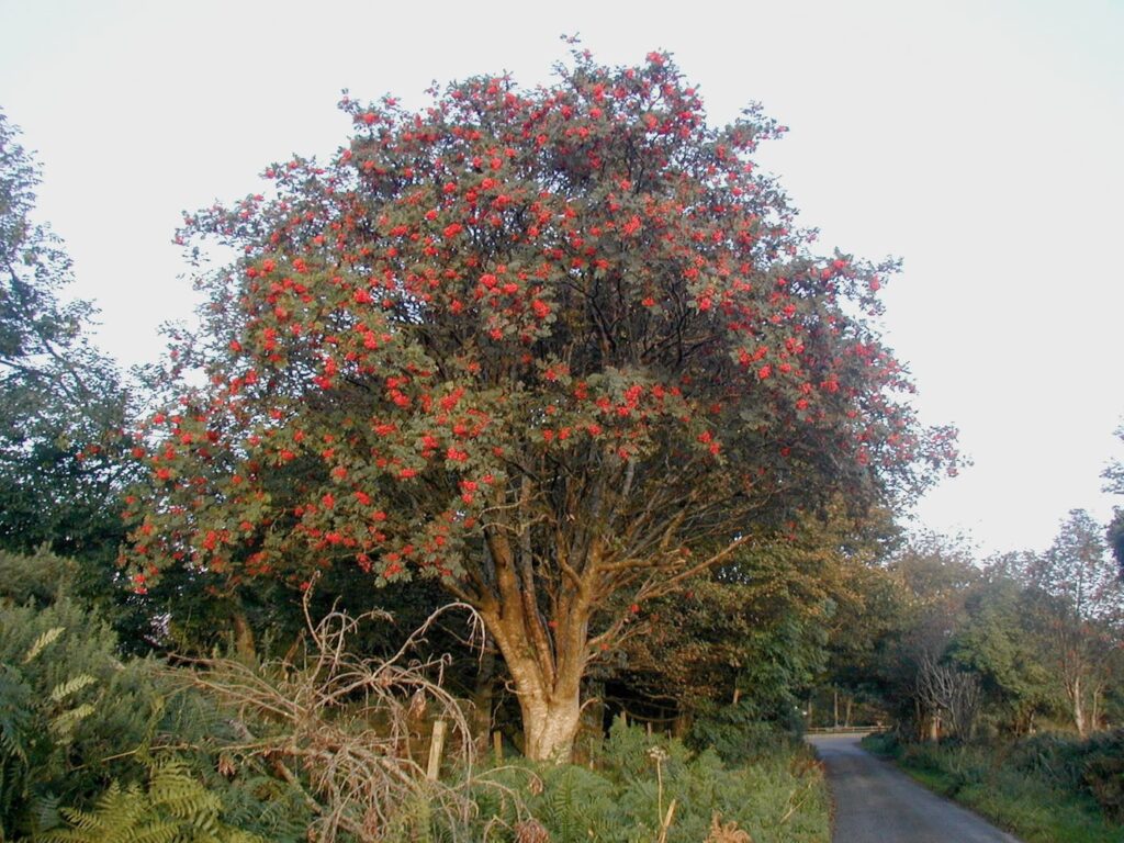 A rowan tree laden with bright red berries beside a narrow country lane in Co. Wicklow, with ferns and bracken in the foreground