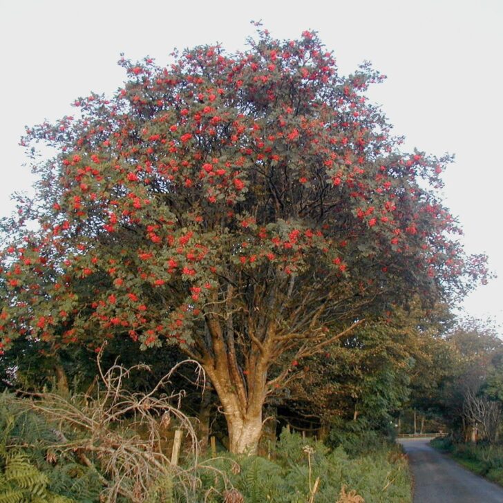 A rowan tree laden with bright red berries beside a narrow country lane in Co. Wicklow, with ferns and bracken in the foreground
