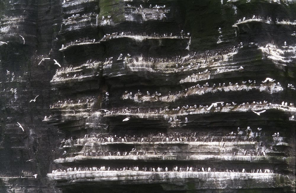 Close view of a dark layered rock face with long pale ledges crowded with hundreds of seabirds, and white gulls flying past