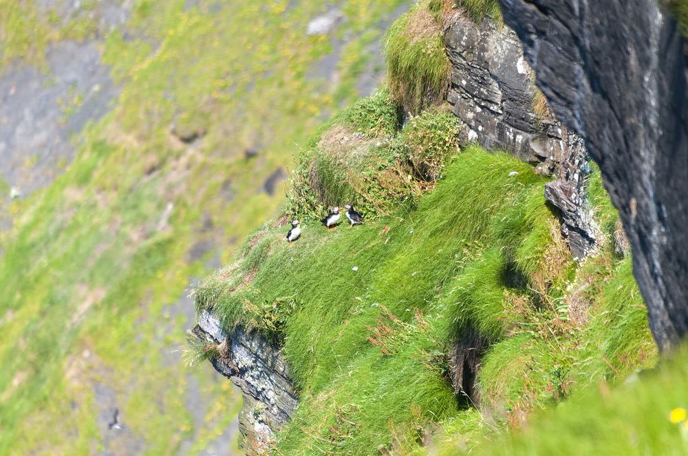 Three puffins standing on a steep green grassy slope on the cliff face, beside a dark wall of rock