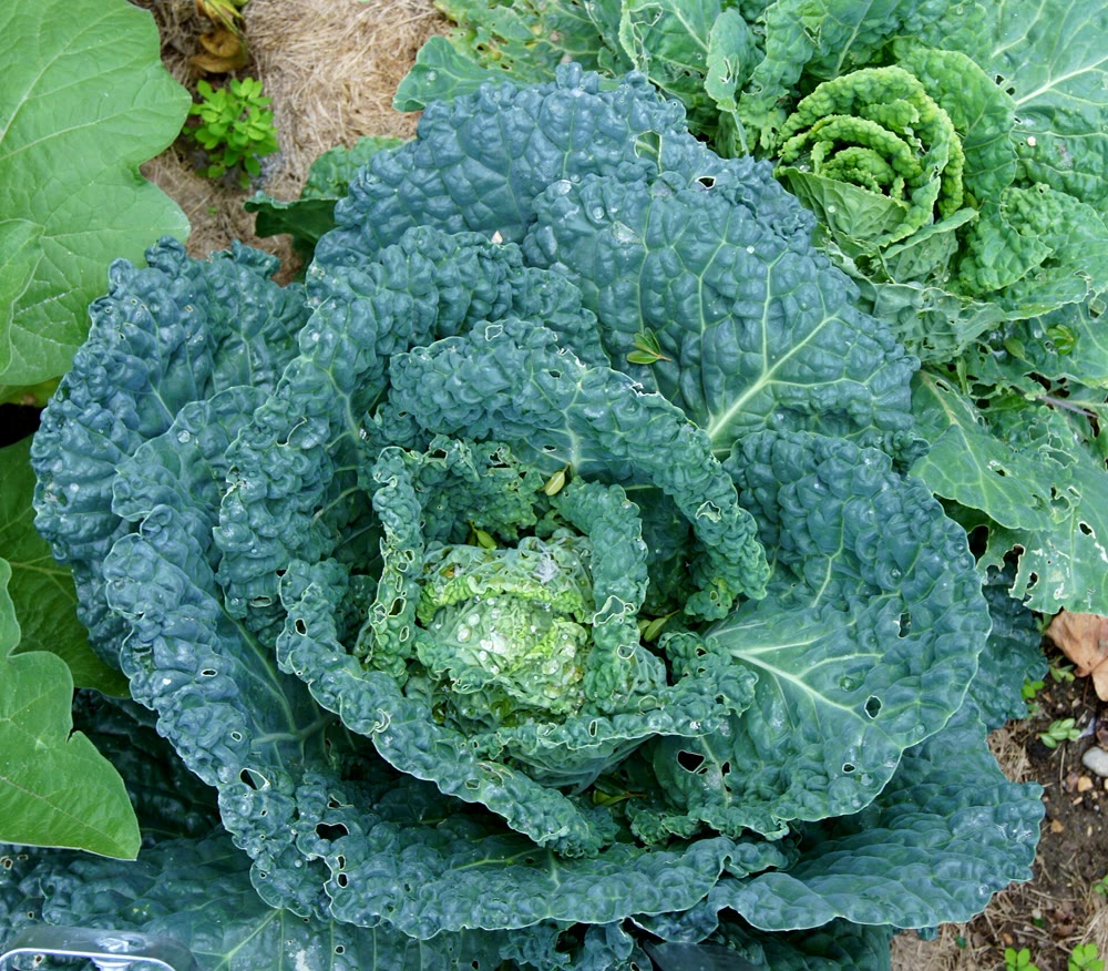 A large Savoy cabbage seen from above in a vegetable garden, its crinkled blue-green outer leaves curling around a pale green heart