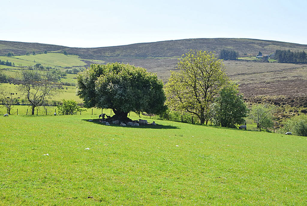 A broad, rounded tree in a green hillside field with sheep resting in its shade, leafier trees beside it and heather-covered hills behind