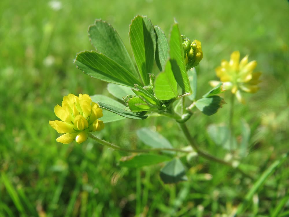 Lesser clover with small leaves in groups of three and round yellow flower heads, growing in green grass