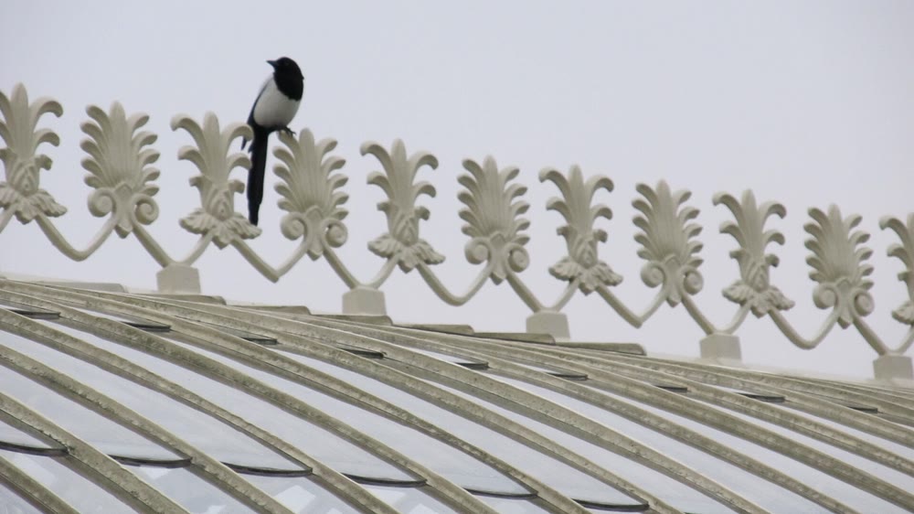 A single black-and-white magpie perched on the decorative iron cresting of a curved glasshouse roof against a pale grey sky