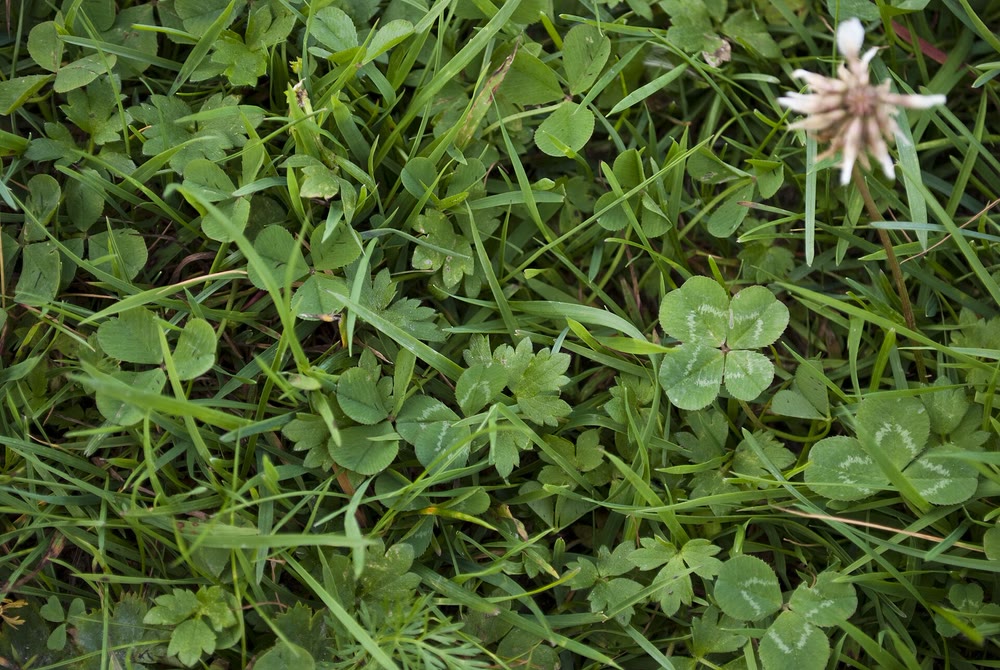 A patch of white clover and grass with one four-leaved clover just right of centre and ordinary three-leaved clovers around it