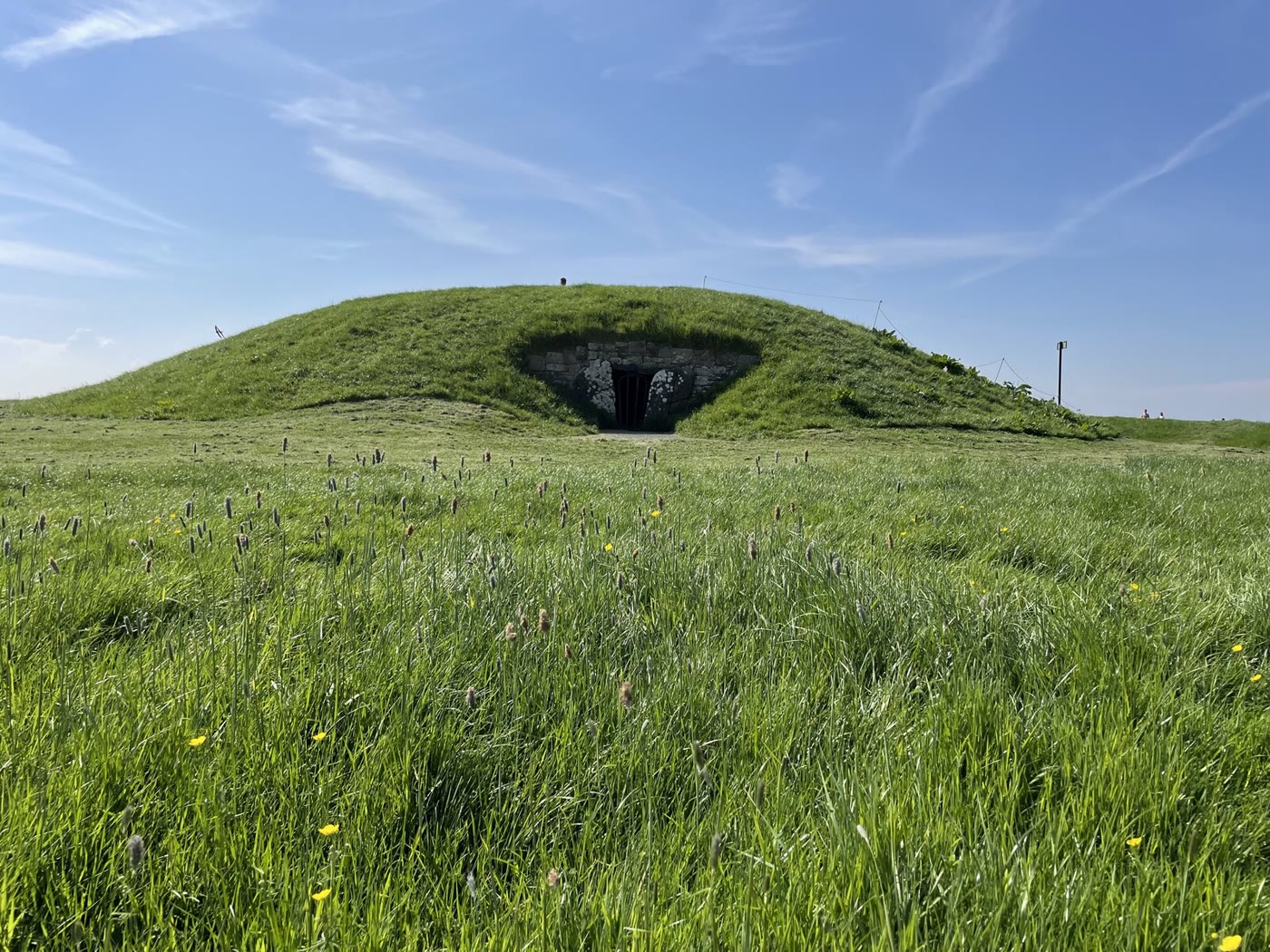 The Mound of the Hostages on the Hill of Tara: a low grassy mound with a stone-framed, gated entrance to the passage tomb, seen across a meadow of long grass and buttercups