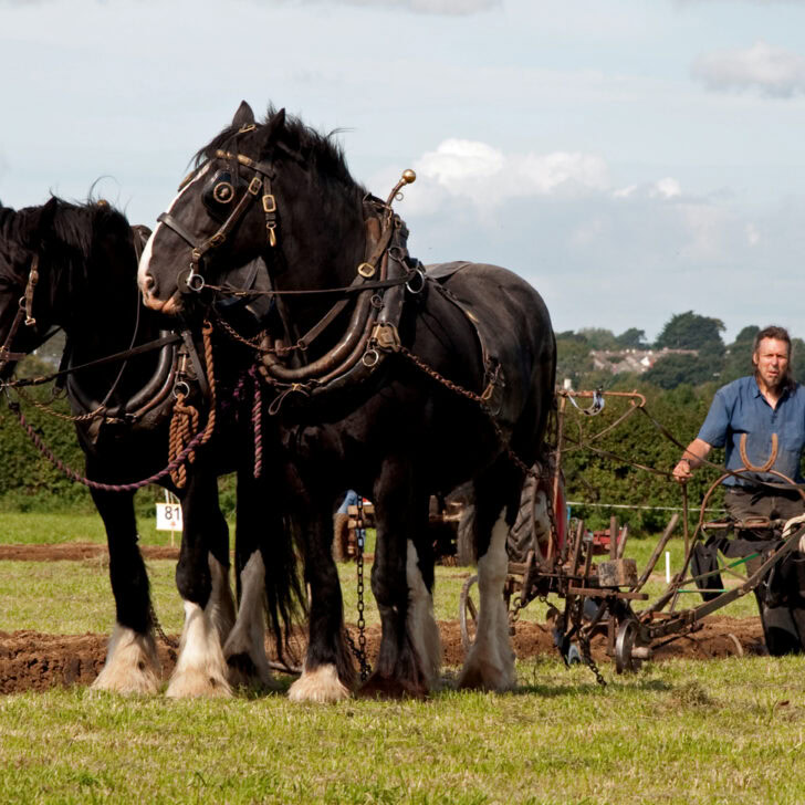 Horses and Plough - Boverton