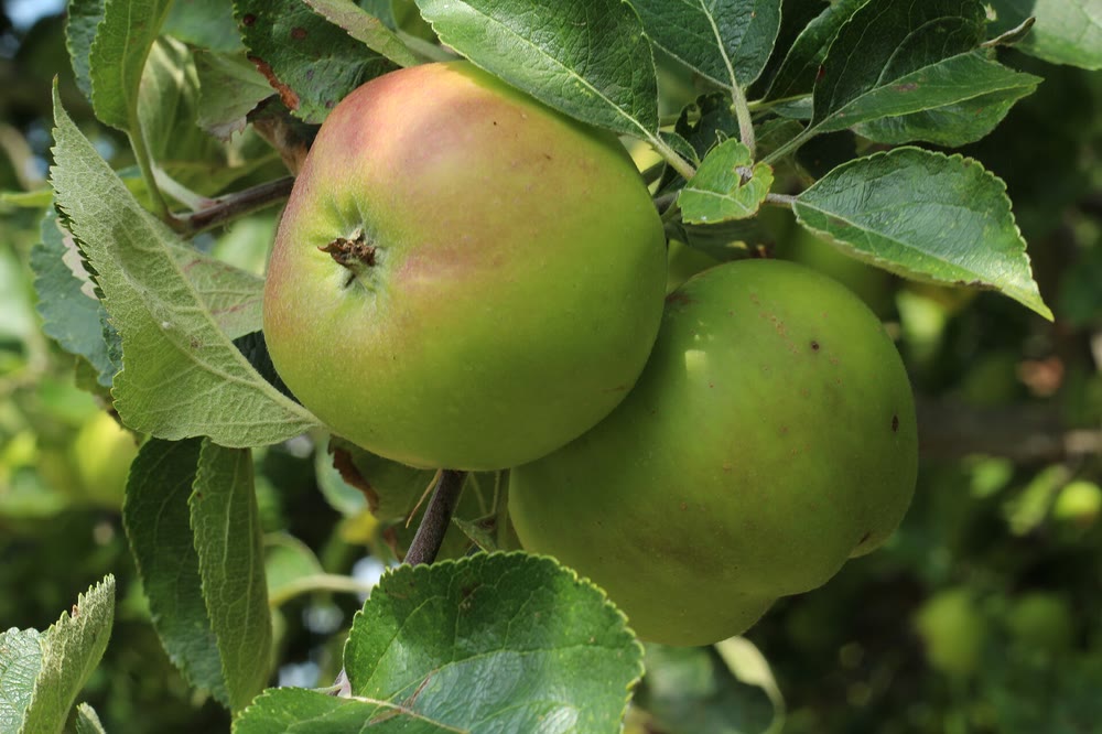 Two large green Bramley apples, one with a red blush, hanging among leaves on an apple tree