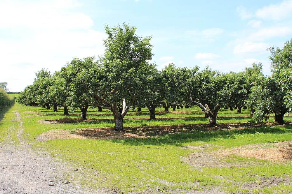 Rows of broad, mature fruit trees on mown grass beside a gravel lane in a Co. Armagh orchard under a blue summer sky