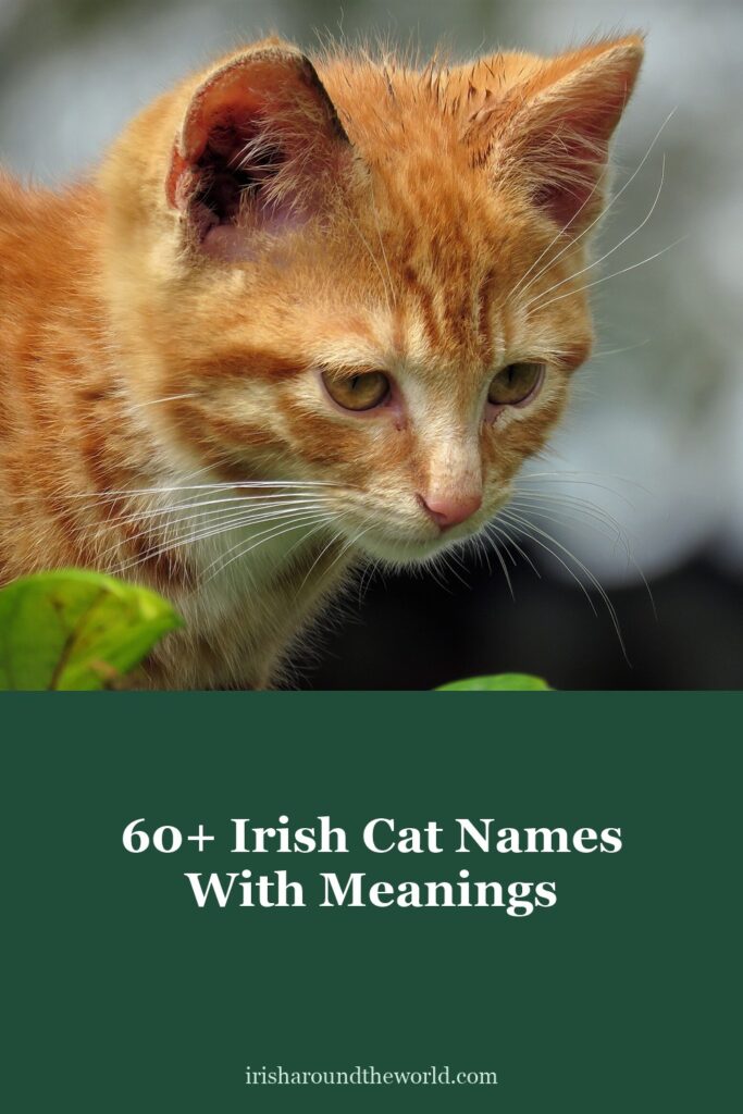 60+ Irish cat names with meanings