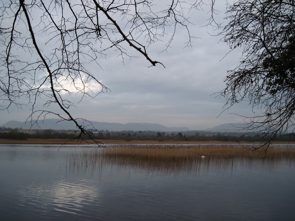 Still grey water and reed beds on Lough Gill under a cloudy sky, with bare branches framing distant hills