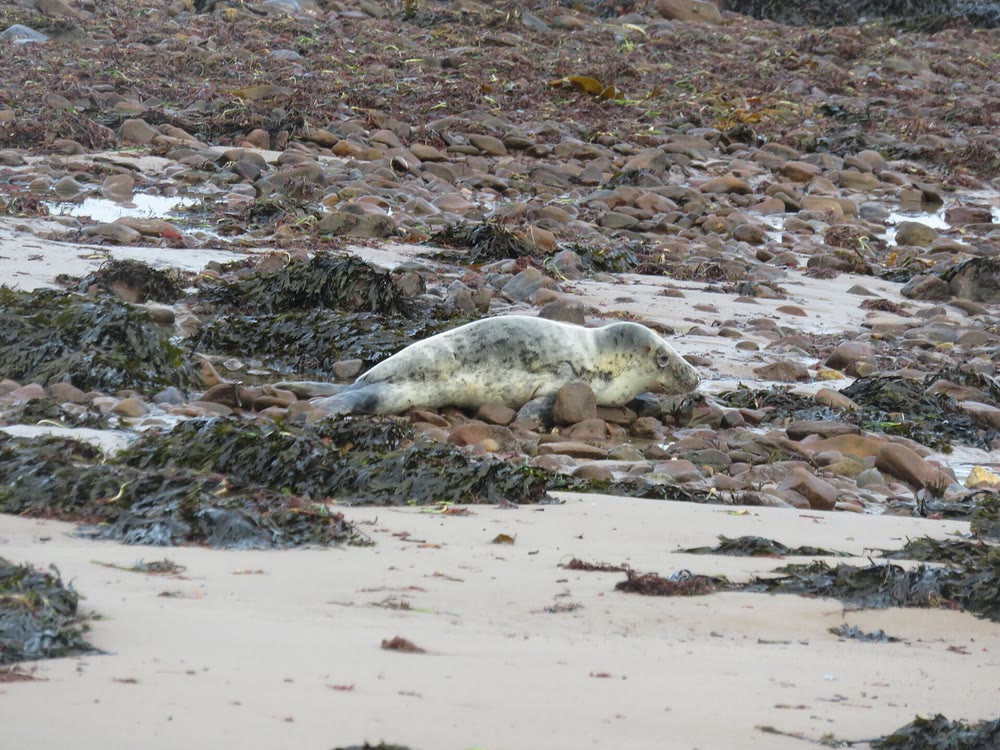 A young grey seal with a pale spotted coat resting among seaweed and stones on a sandy beach on Tralee Bay in County Kerry