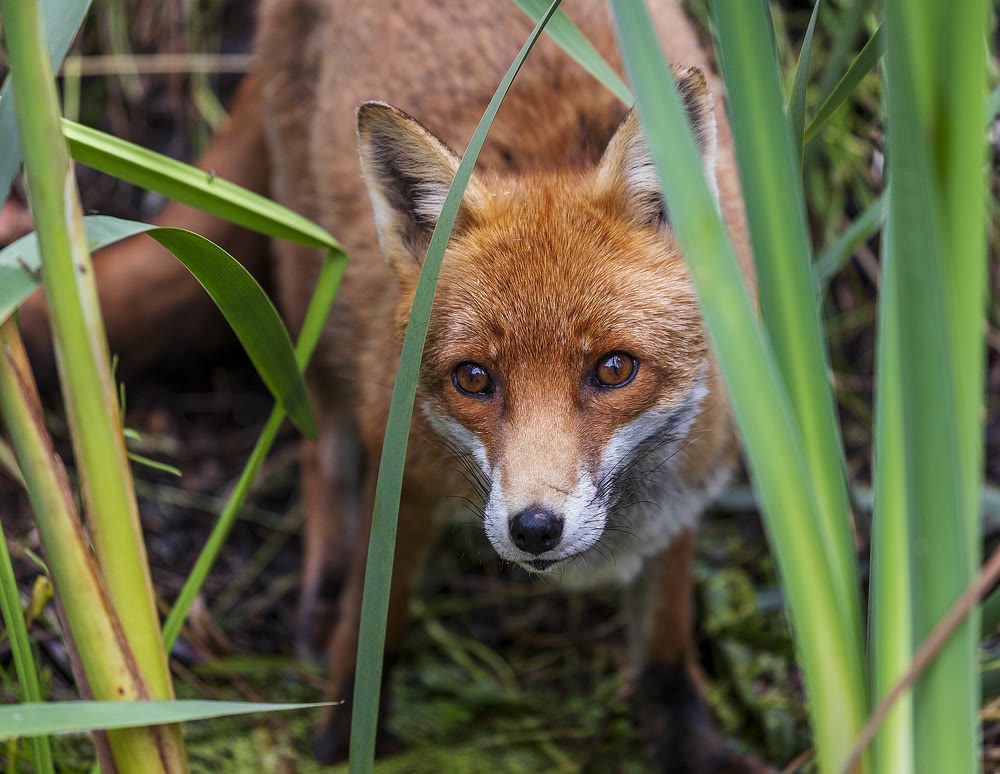 A red fox with amber eyes looking straight at the camera through tall green reeds in County Donegal