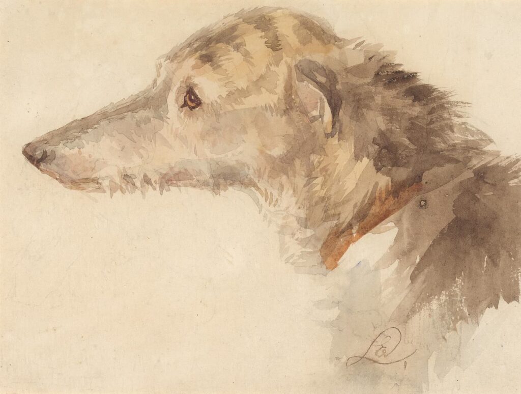Watercolour study of an Irish wolfhound's head and shaggy neck in profile, facing left, painted in soft greys and browns on cream paper