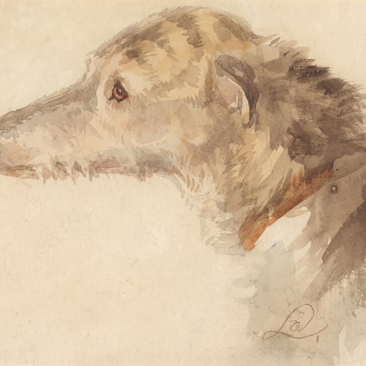 Watercolour study of an Irish wolfhound's head and shaggy neck in profile, facing left, painted in soft greys and browns on cream paper