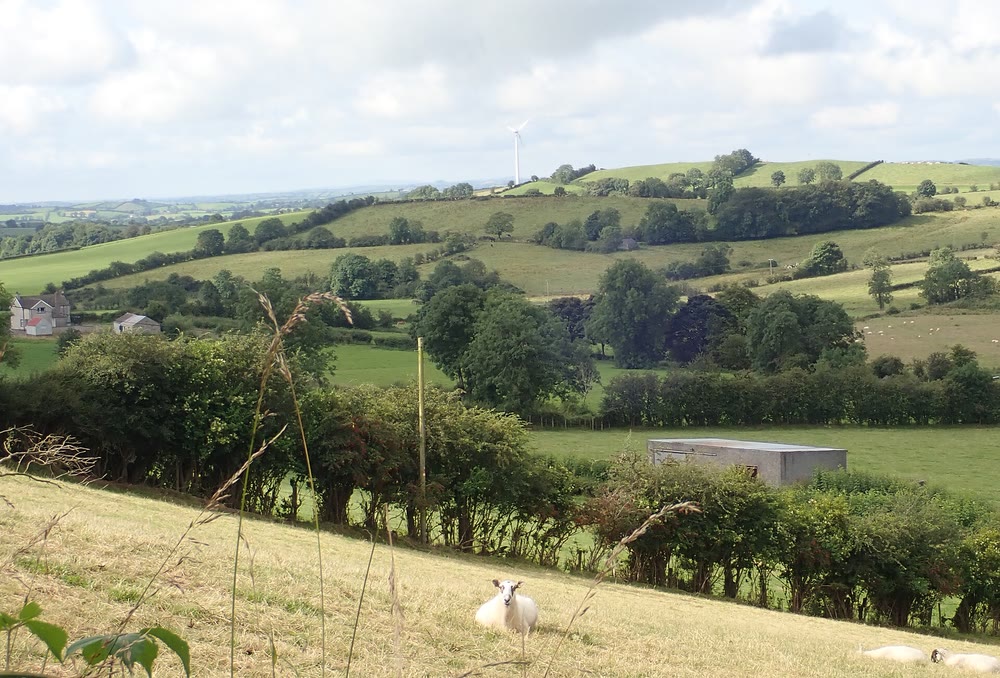 Rolling green drumlins in Co. Armagh, small rounded hills patched with fields, hedges and trees, with a farmhouse, a sheep in the foreground and a wind turbine on the skyline