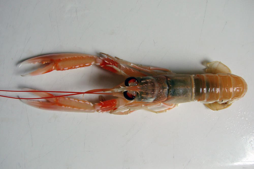 A live Dublin Bay prawn seen from above on a white surface, with long slender claws, thin red feelers and a pale orange tail