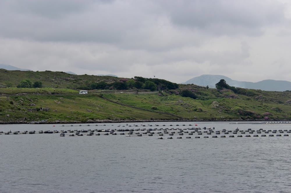 Rows of dark round floats holding mussel ropes stretch across the calm grey water of Killary Harbour, below green hills and a cloudy sky