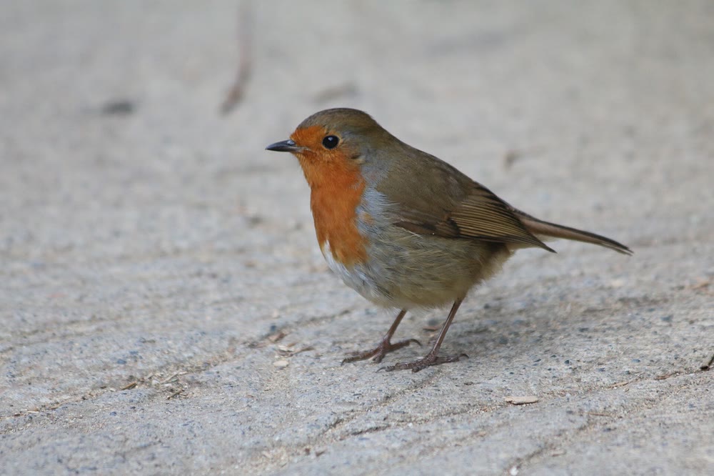 A European robin with an orange-red breast standing on a pale path at Dublin Zoo
