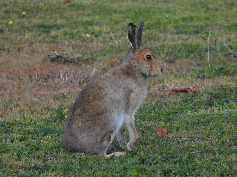 A brown Irish hare sitting upright in short grass with its ears raised