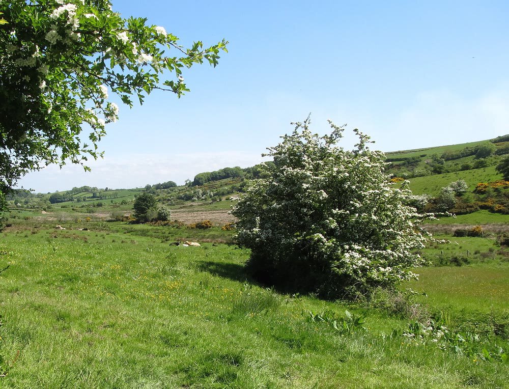 A hawthorn bush covered in white May blossom standing alone in a green field, with sheep resting and rolling hills behind