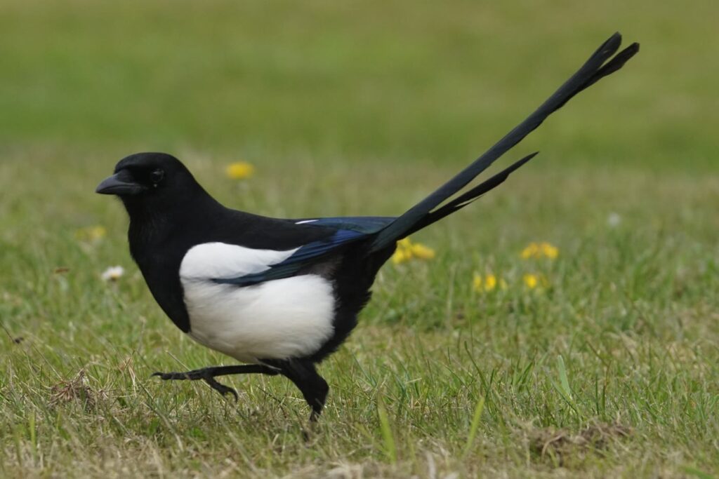 A single black-and-white magpie with a long glossy tail walking across short grass
