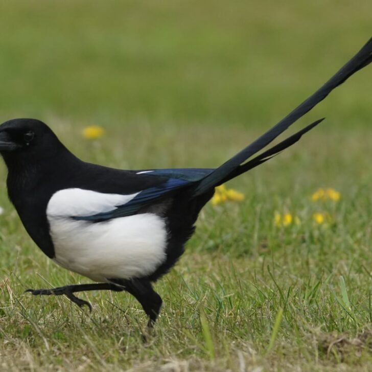 A single black-and-white magpie with a long glossy tail walking across short grass