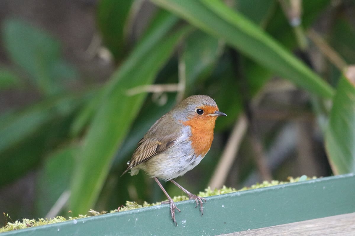 European robin with an orange-red breast perched on a green railing in front of leaves
