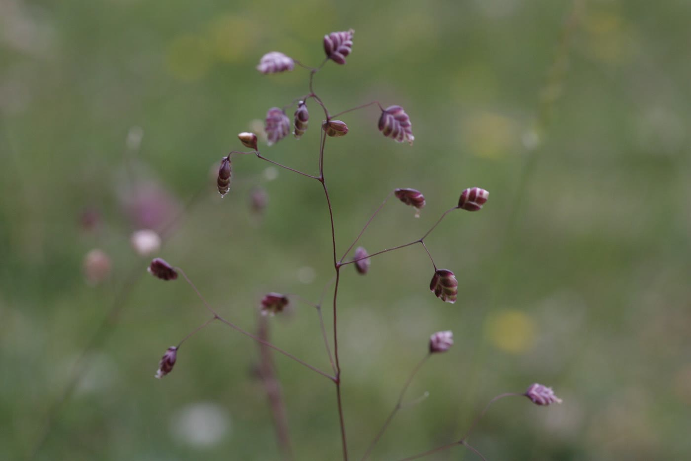 Close-up of quaking grass, with small purple seed heads hanging from thin stems against a blurred green meadow