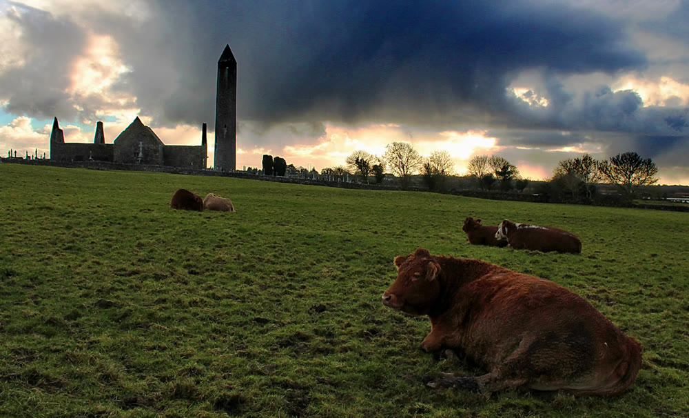 Kilmacduagh round tower and the ruined cathedral beside it under a stormy evening sky, with cattle resting in a green field in front
