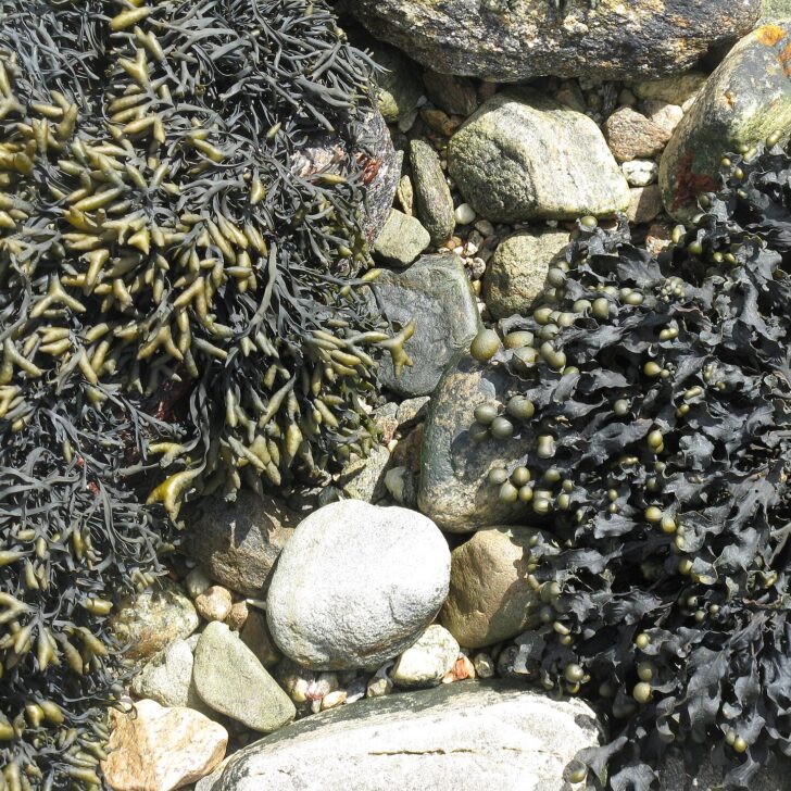 Seaweed on the shore