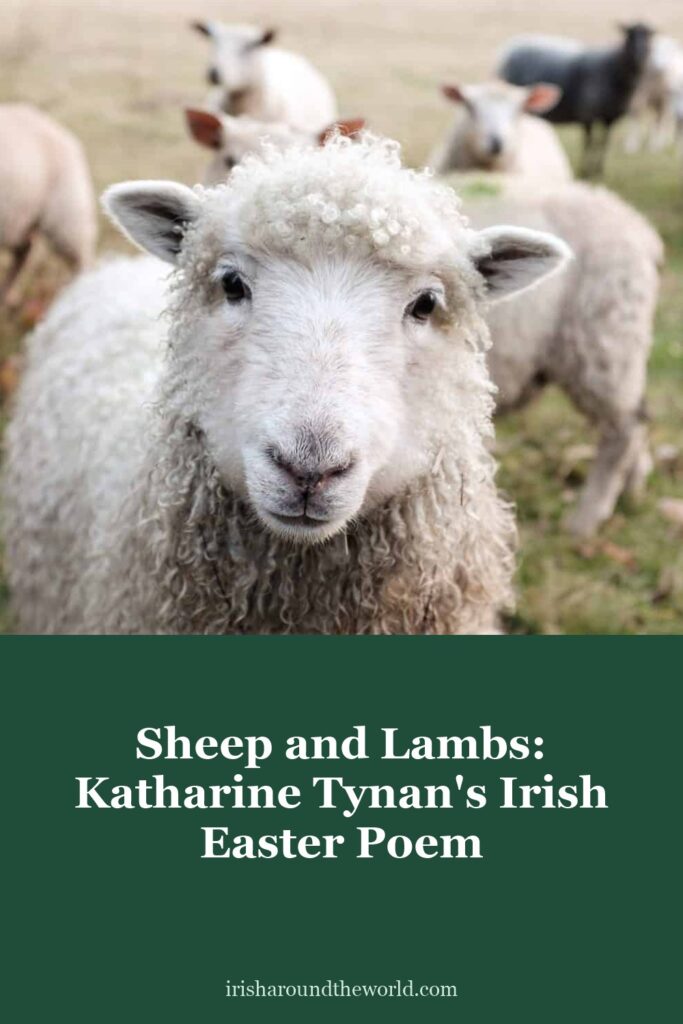 Sheep and Lambs by Katharine Tynan: an Irish Easter poem