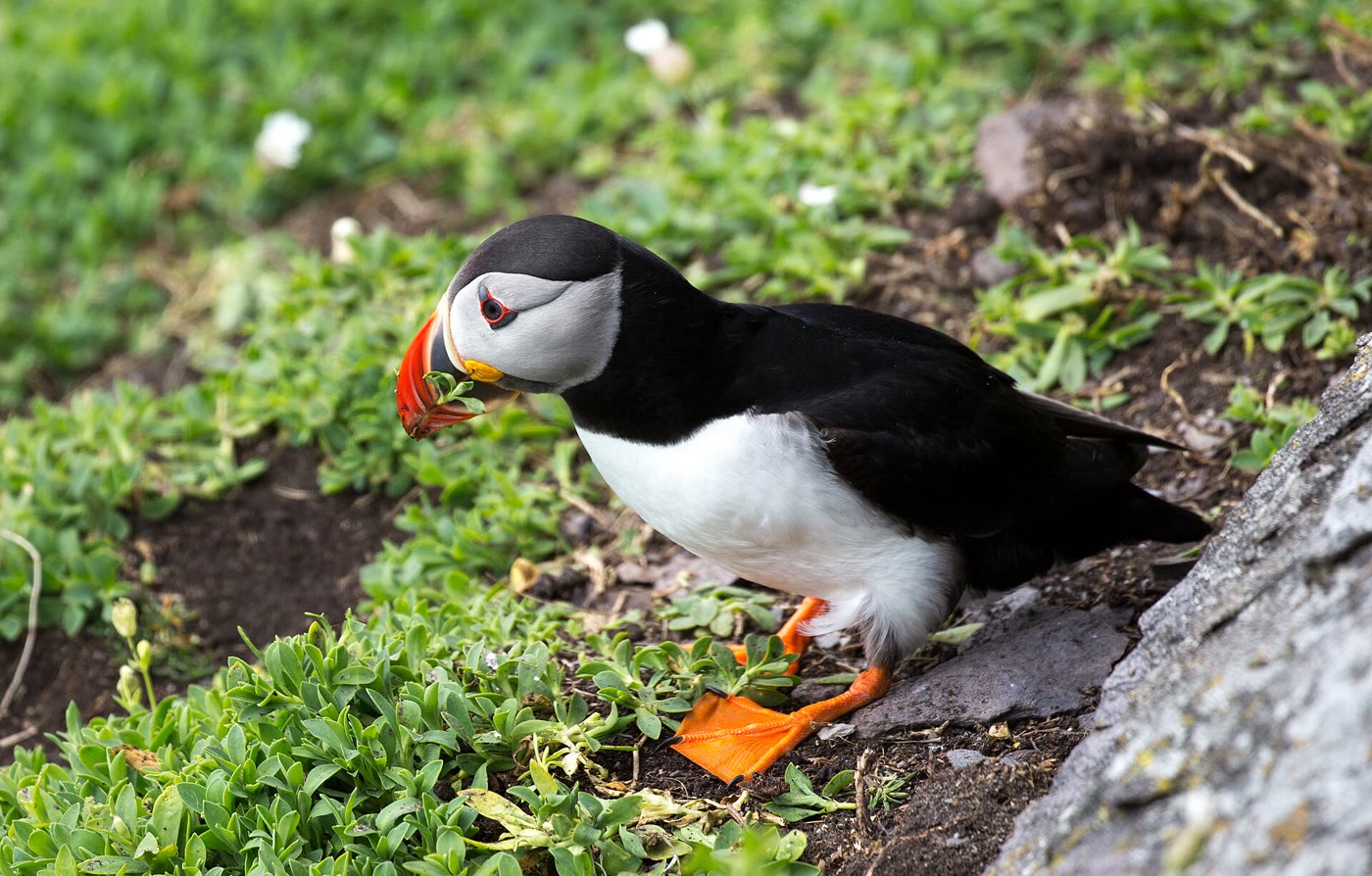 Atlantic puffin with a bright orange and black bill and orange feet standing on bare earth among low green plants beside its burrow on Skellig Michael