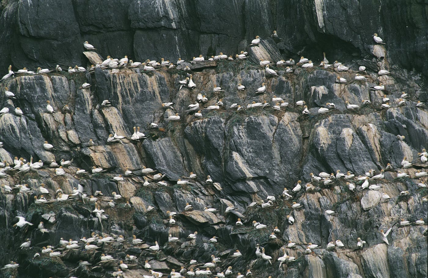 Hundreds of white gannets nesting on the ledges of a steep grey cliff on Little Skellig, near Skellig Michael