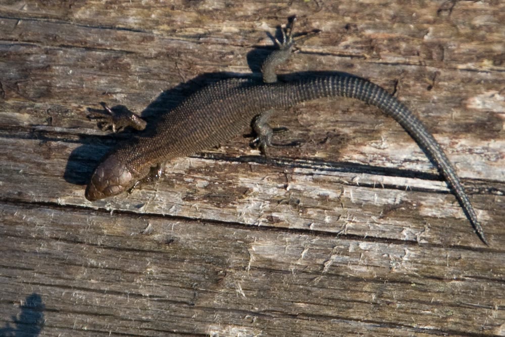 Dark brown common lizard with a long tapering tail basking on a weathered wooden plank in the Wicklow Mountains