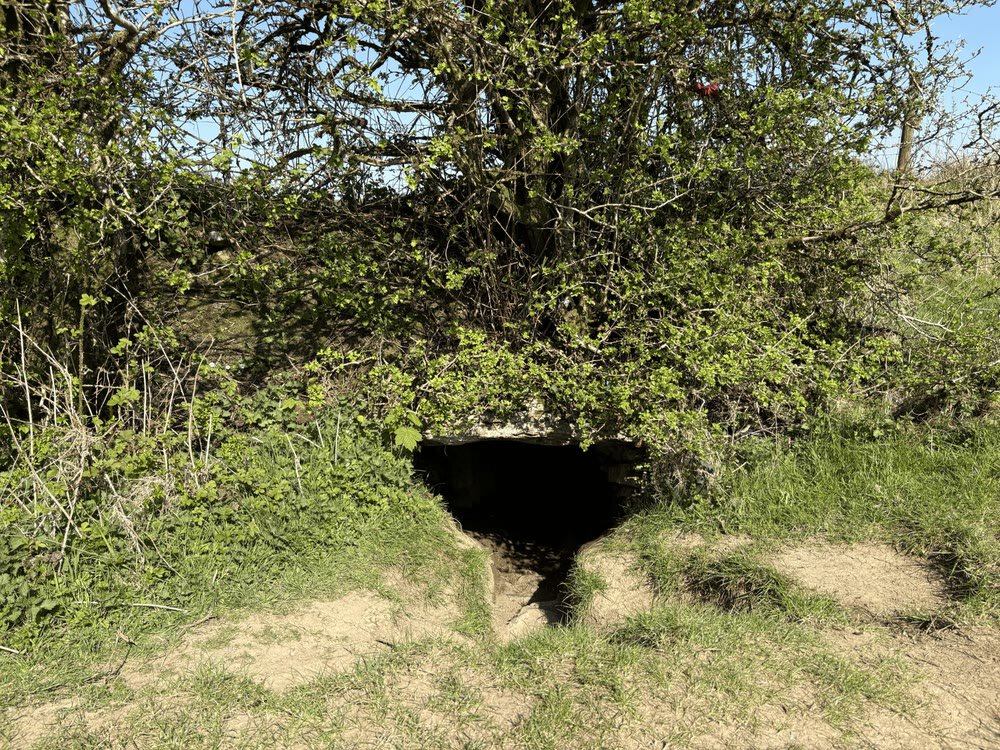 A low dark opening into the ground beneath overhanging bushes, with grass and bare earth in front of the cave mouth