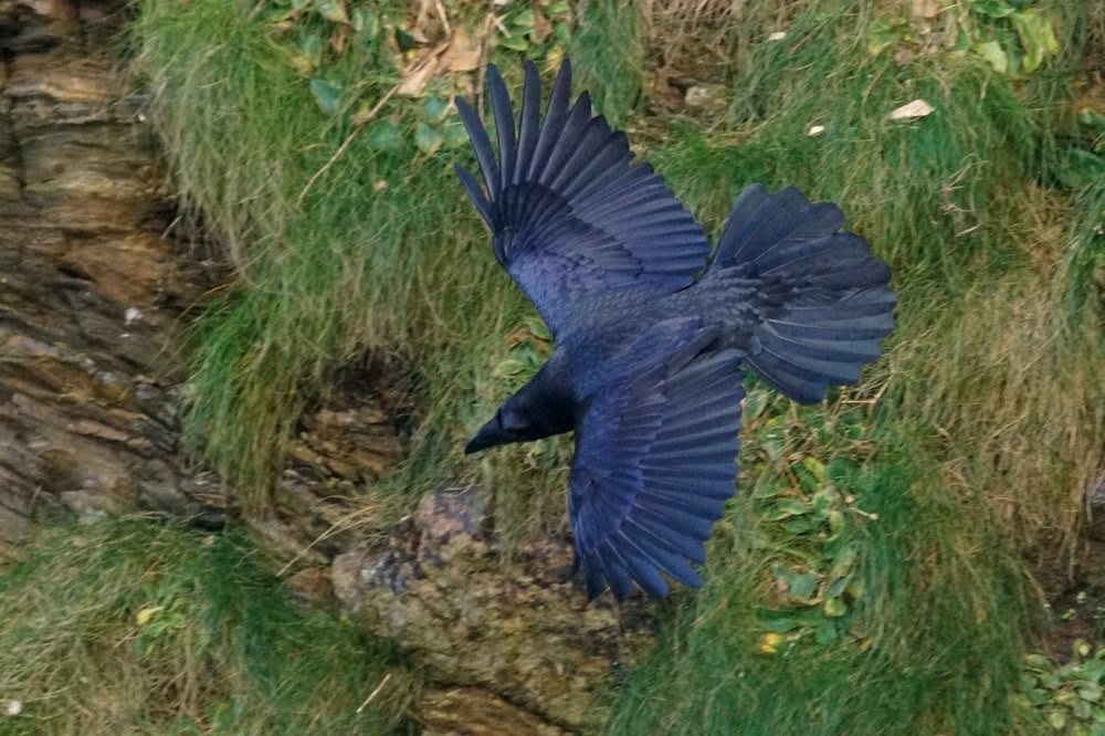 A glossy black raven flying low over a grassy, rocky slope, its wings and wedge-shaped tail spread wide