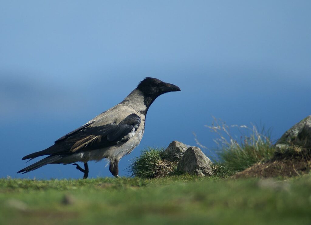 A hooded crow with a grey body and black head, wings and tail walking on short grass beside small rocks at Bray Head, with a hazy blue sea and sky behind