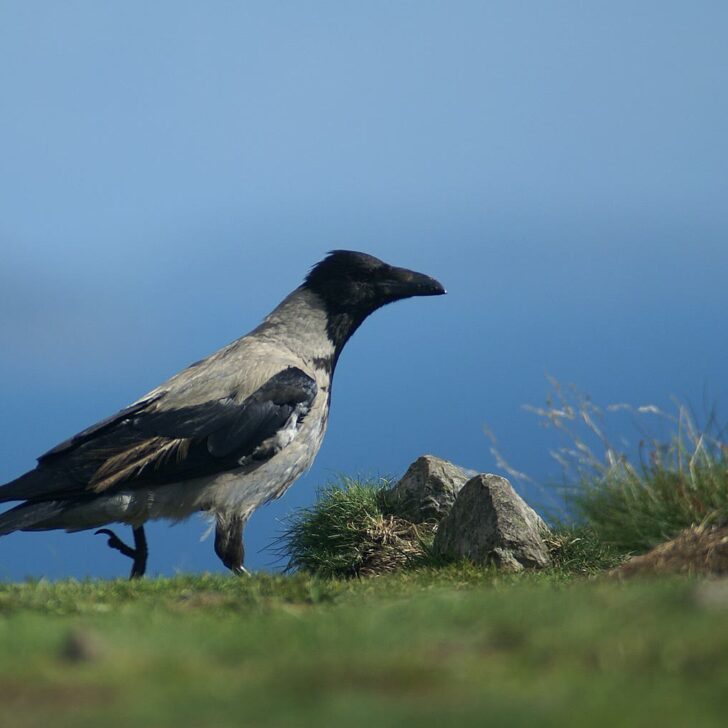 A hooded crow with a grey body and black head, wings and tail walking on short grass beside small rocks at Bray Head, with a hazy blue sea and sky behind